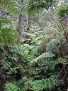 Lush Fern Forest on Kilauea